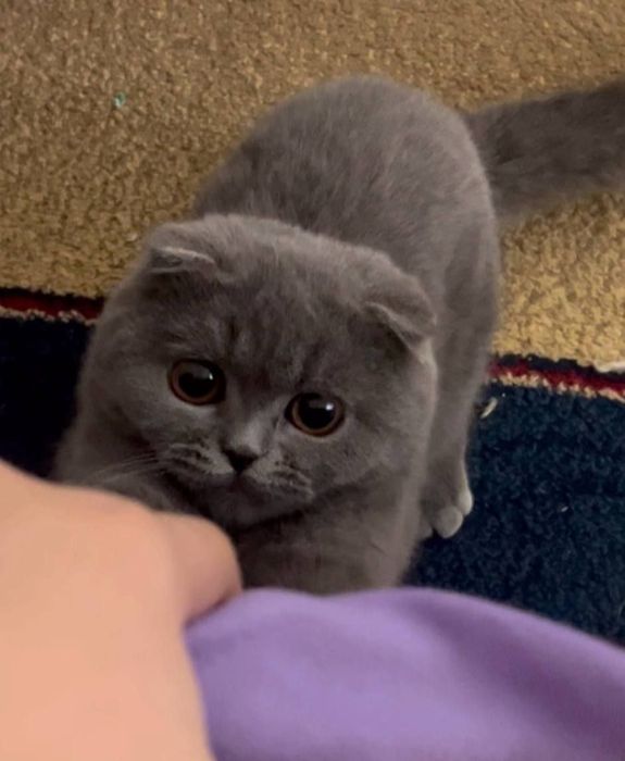 Scottish Fold mushugi