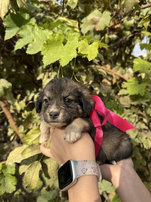 Отдаем даром/бесплатно щенков в добрые руки