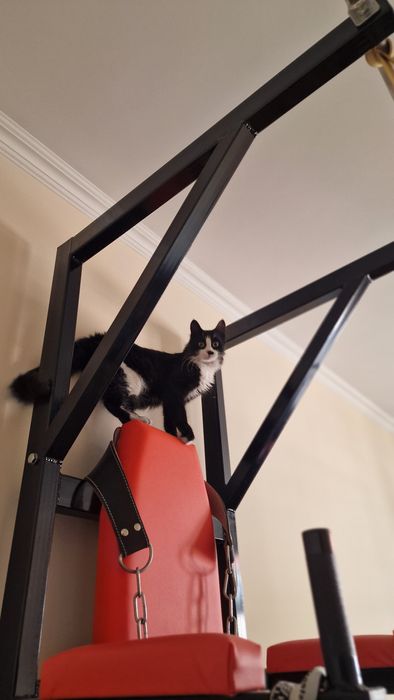 Коте Рея търси своите Хора