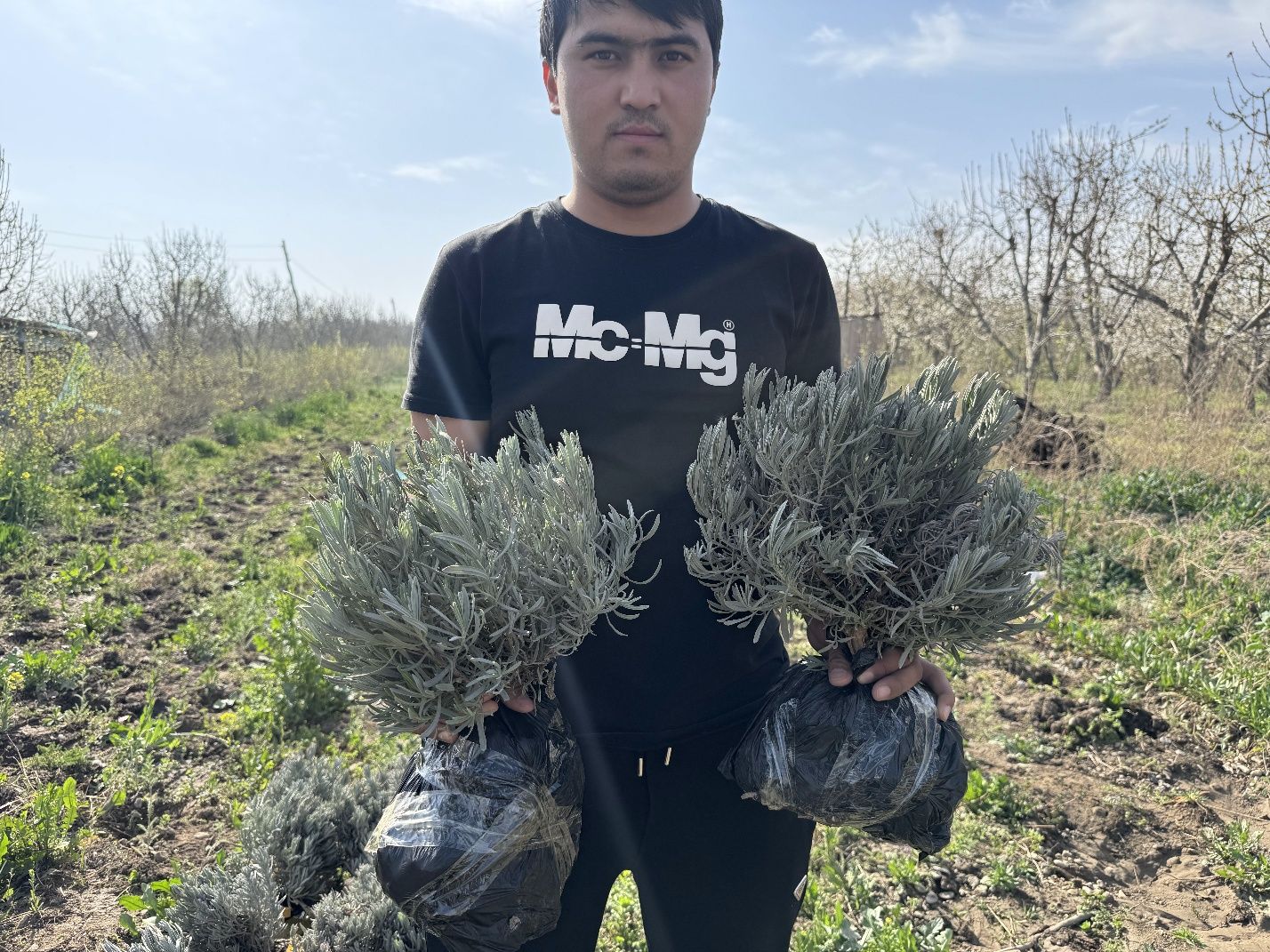 Lavanda guli sotuvda