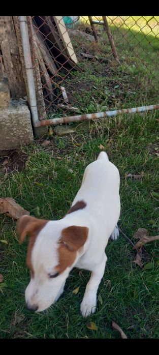 Породисти Джак Ръсел