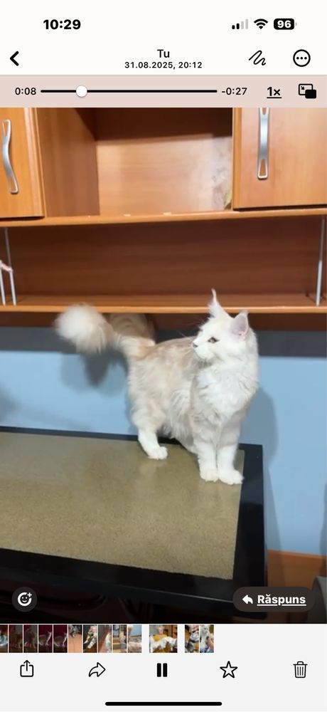 Maine Coon Gigant