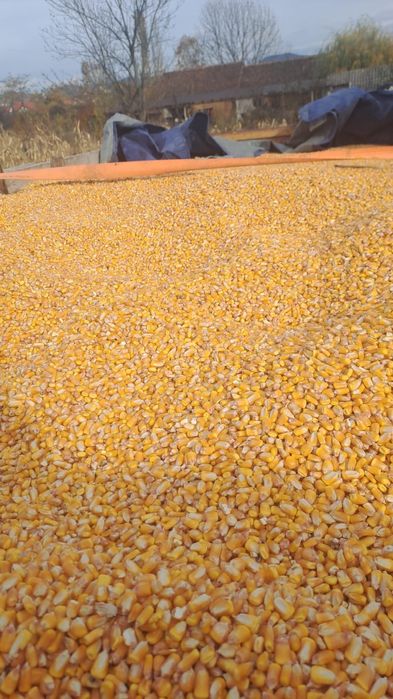 Porumb boabe de vanzare