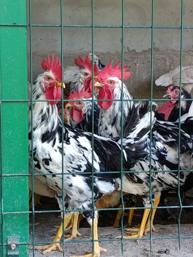 Домашние ПЕТУХИ Леггорн далматинец