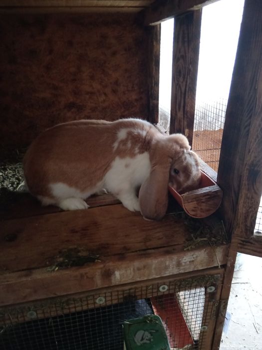 Iepuri berbec german