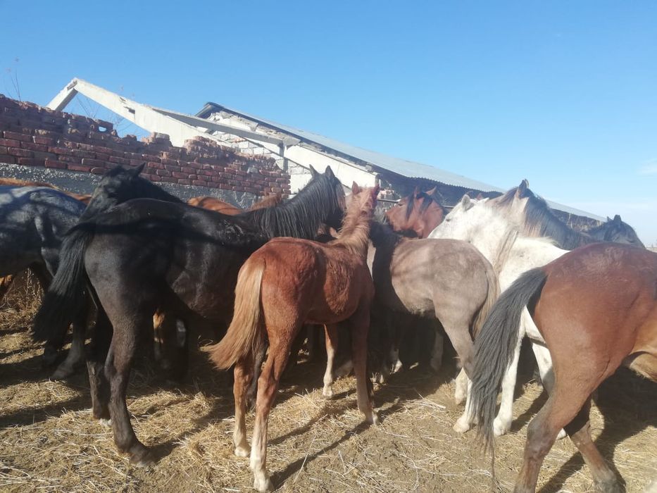 Кобыла с жеребёнком