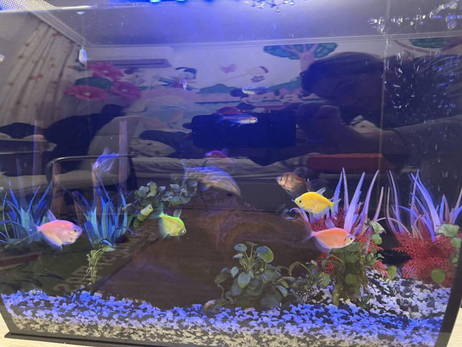 Acvariul Fluval Flex 57 L + Pesti si accesorii pentru acvariu