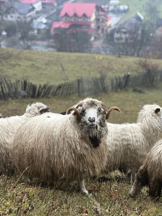 Vând berbec,2 ani