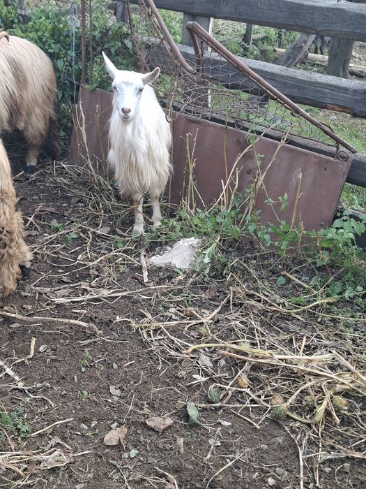 Vând 3 capre tinere