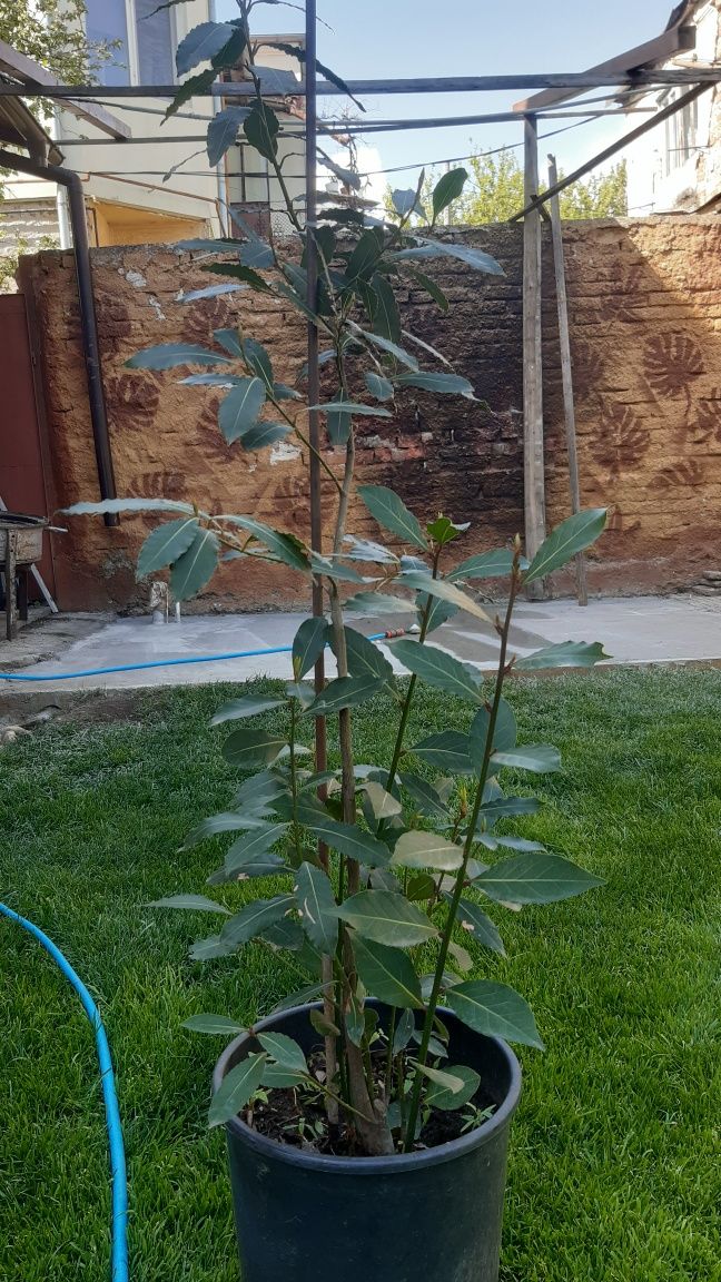 Dafin comestibil  de la 150 lei