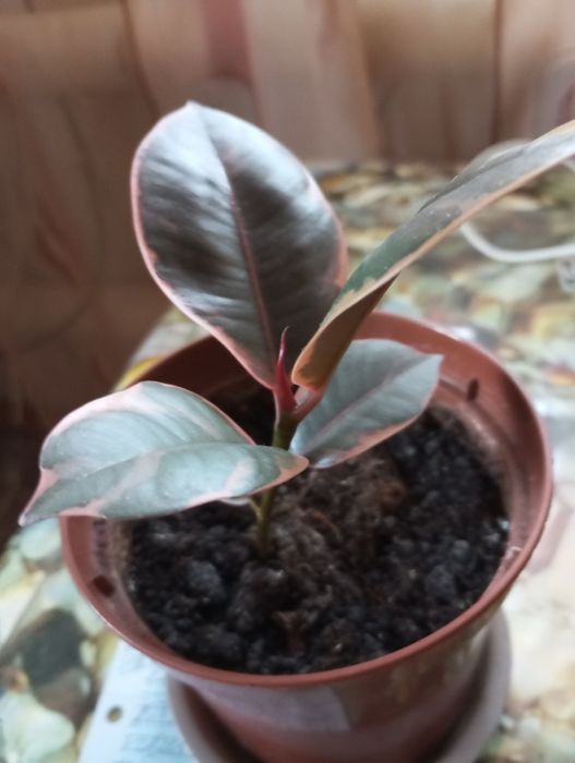 Продам цветы комнатные