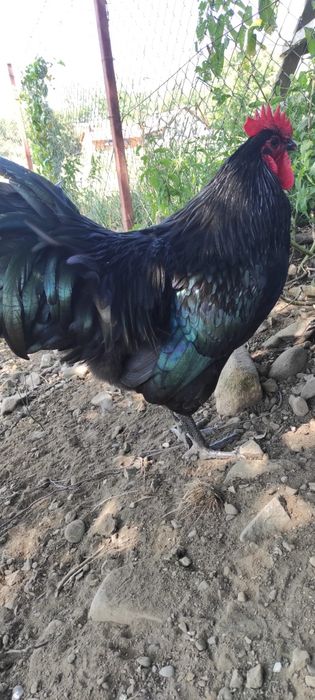 Ouă pentru incubat Australorp negru