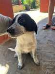 Adoptie 4 pui de catei