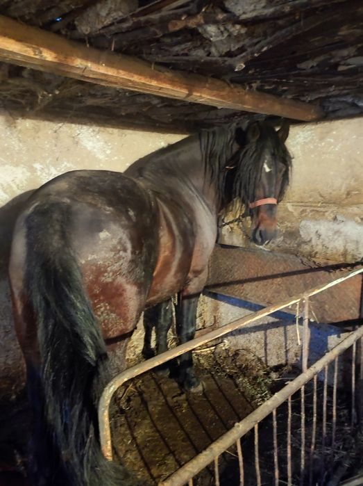 Armăsar corcitura 5 ani