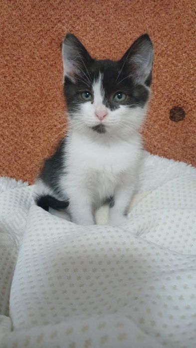 Котики и кошечки ждут любящих хозяев