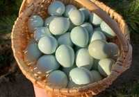Oua de prepelita Celadon pentru incubat.