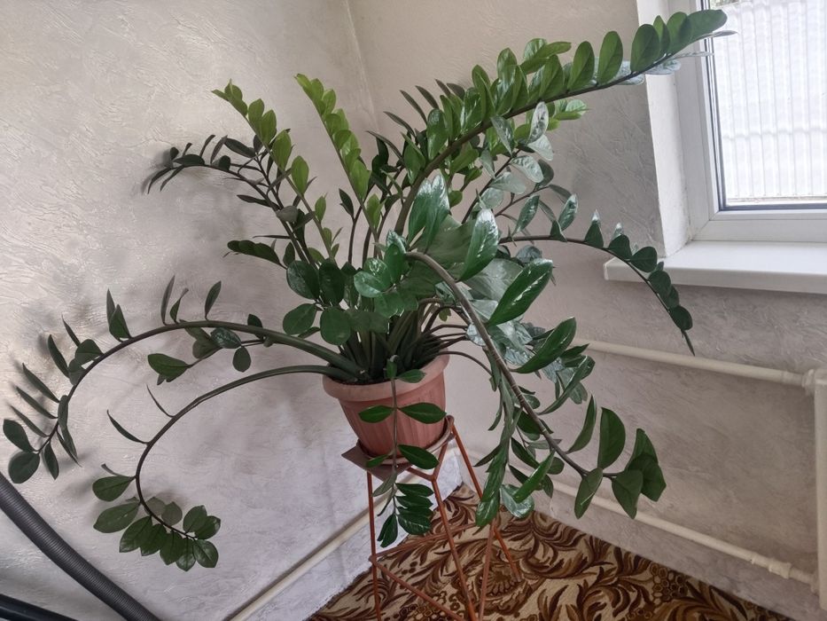 Долларовый дерево