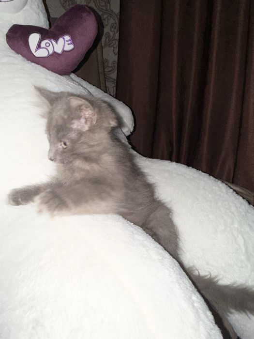 отдам котенка в хорошие руки!