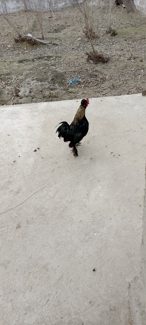Yaponka xoʻrozi.