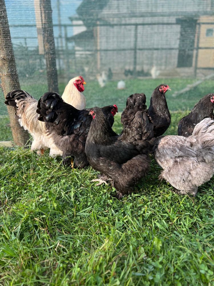 Oua Brahma incubat