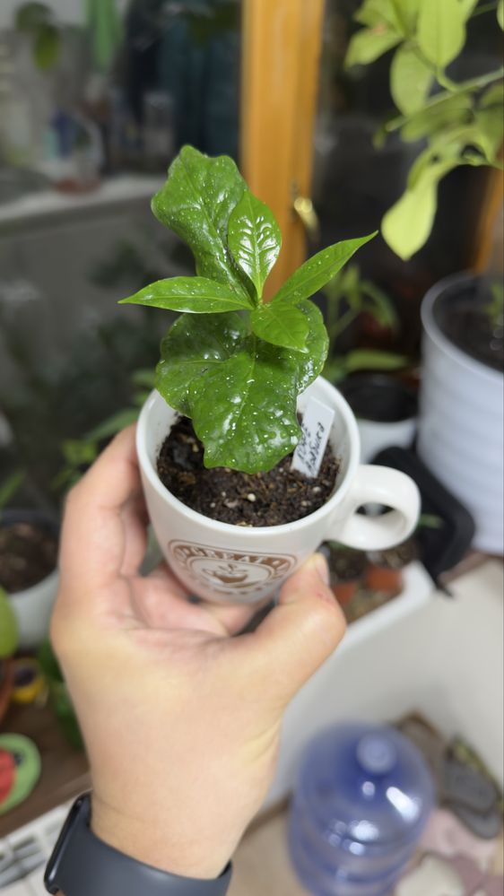 Кофейный саженец - Coffee Arabica