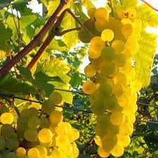 Vand struguri vin amestec alb si Merlot, zona Merei, Buzau.