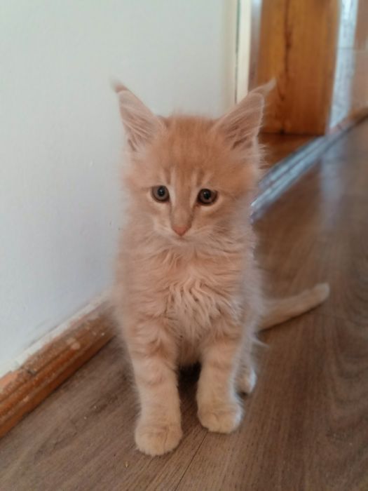 Продам Котик Мейн Кун