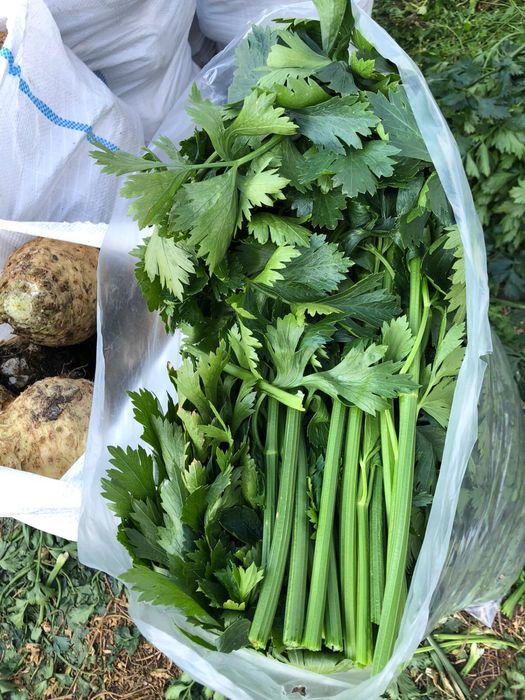 Vand telina Rex F1 hibrid