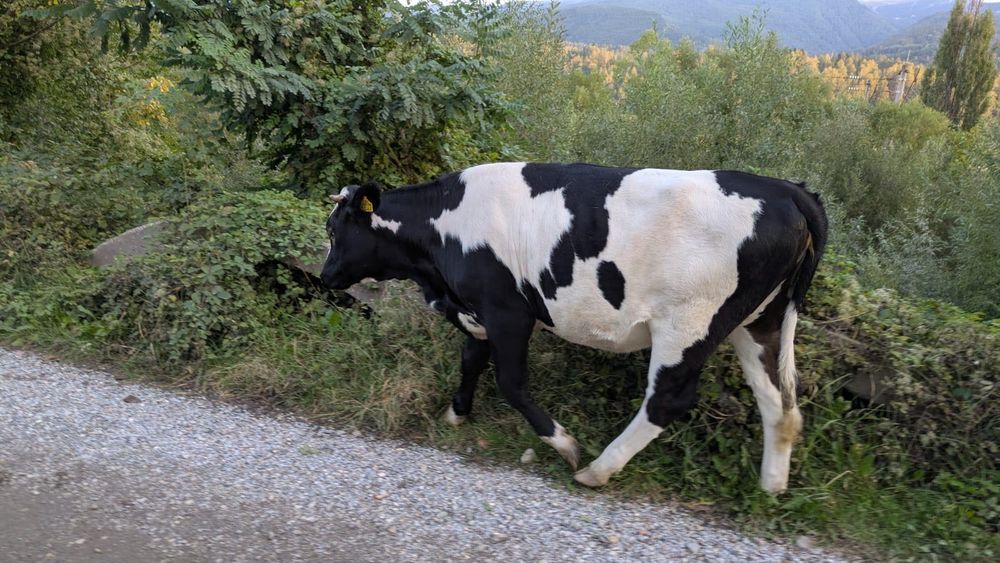 Vând vaca cu vițel, si vaca separat