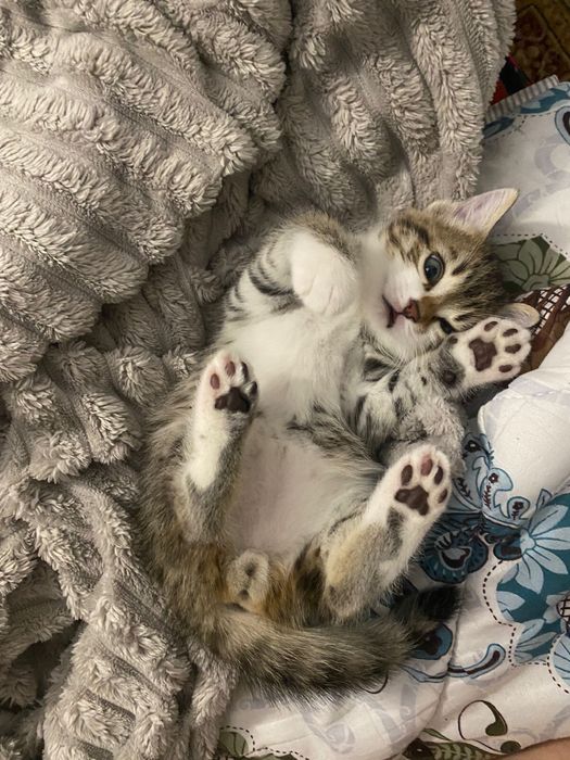 Отдам котят в добрые руки