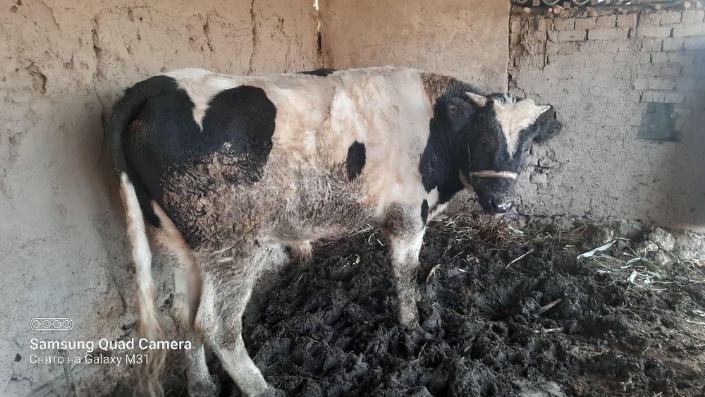 Букатой сатилоди срочна