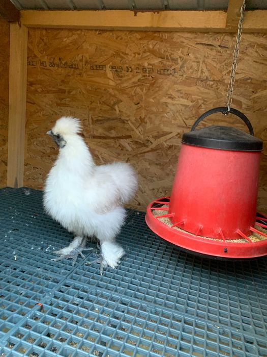 Cocos  Matase Japoneza de vanzare