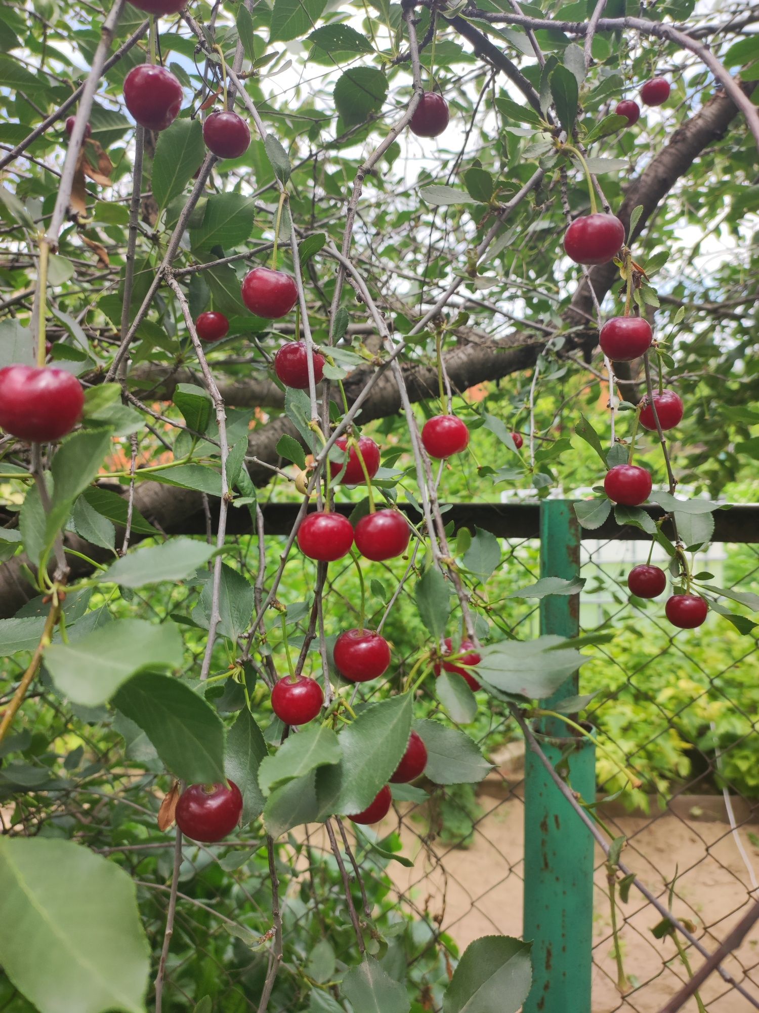 Продам местную домашнюю вишню чистые без черевей