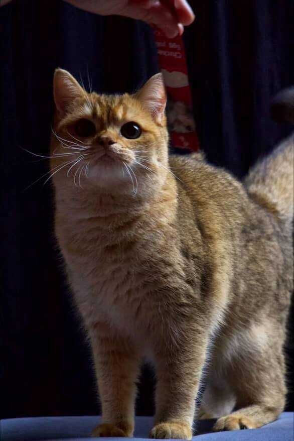 Шотландские фолд котята