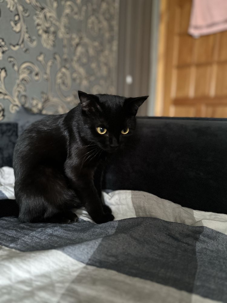 кот ( Salem ) на вязку