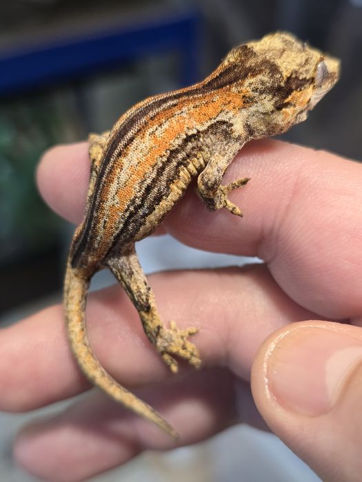 Rhacodactylus auriculatus/ Gargoyle gecko