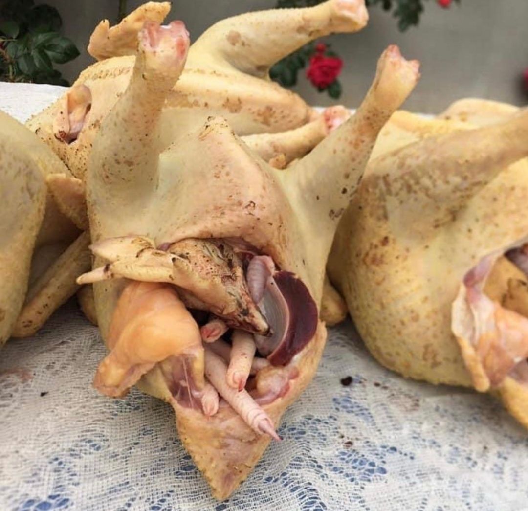 Gaini, pui, cocoși, curcani proaspeți, crescuți natural