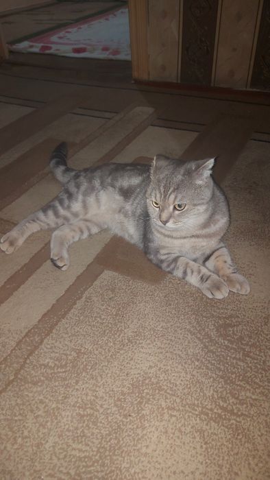 Skotish fold (shvetski)