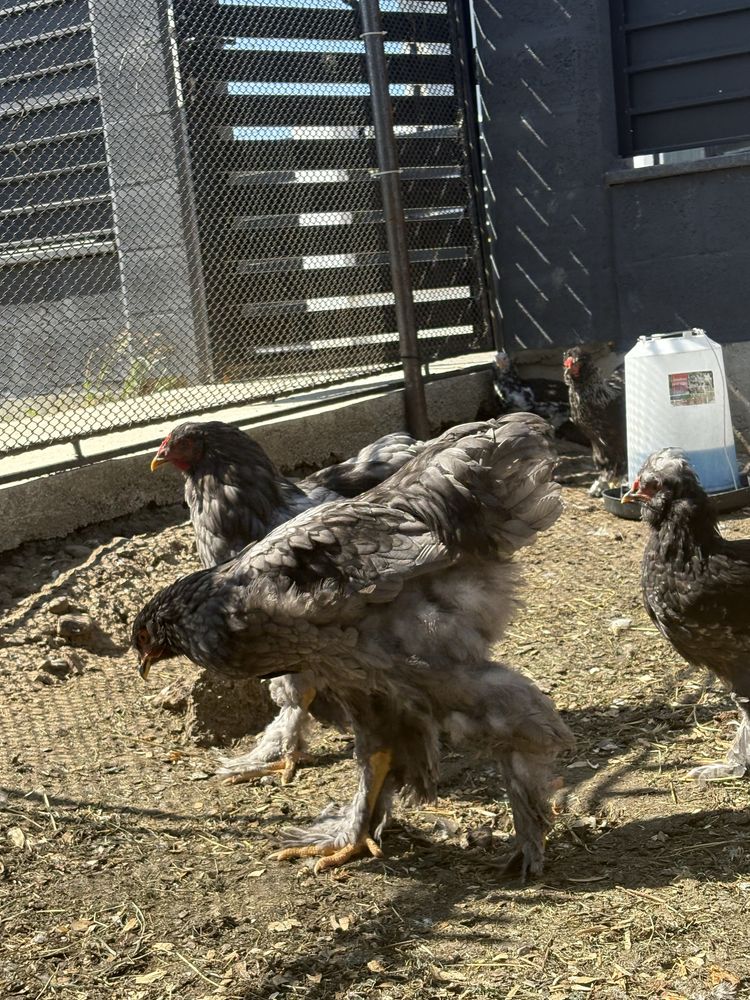 Cocosi Brahma tineti de 4 luni vaccinati la zi si perfecti sanatosi.