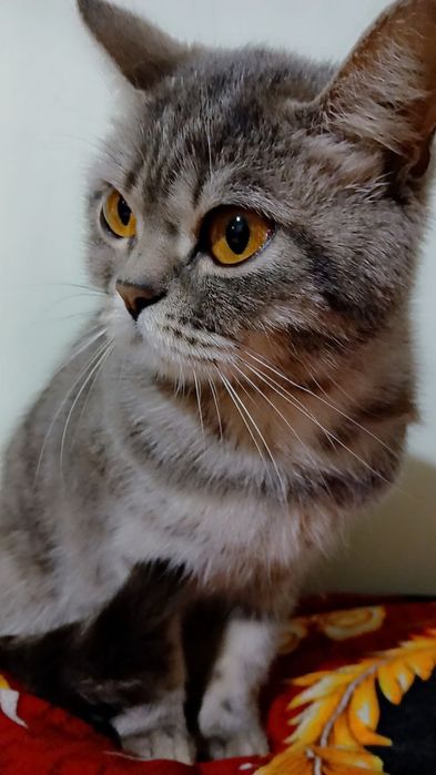 Britan mushugi sotiladi