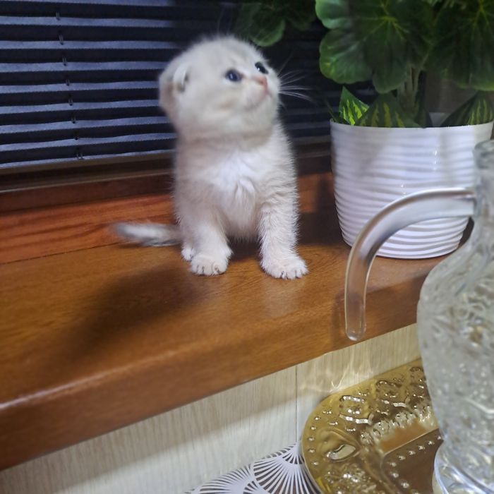 Котёнок от правильной вязки