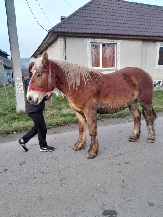 Vâd manz de un an și 5 luni