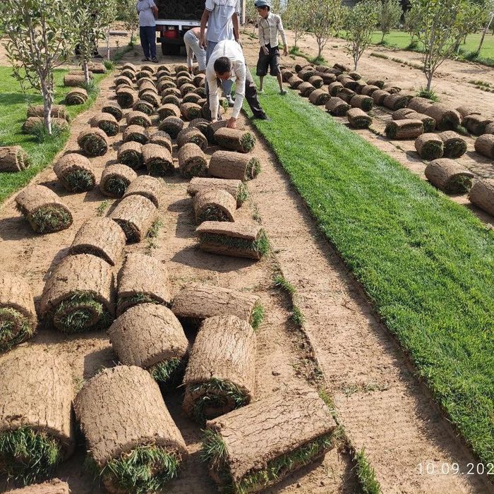 Gazon ekish xizmati sifatli xizmat