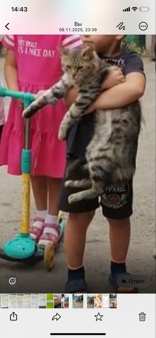 Пропал кот,  тастак 1, возле Сайрана, двор магазина колбасист