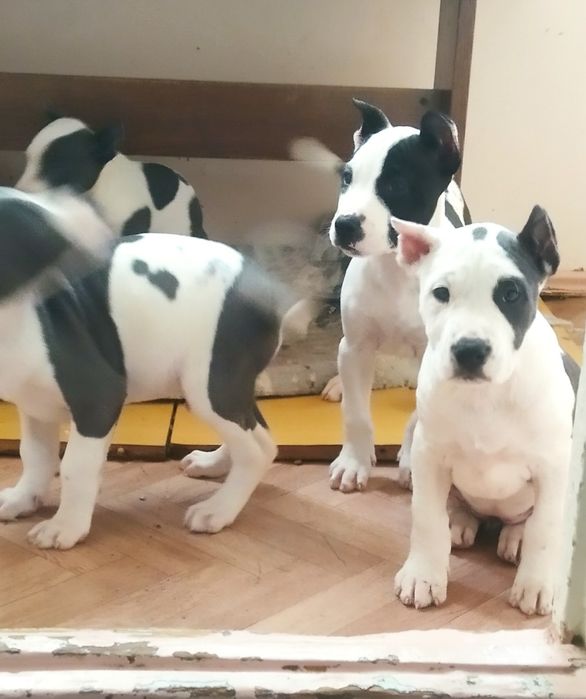 Шеночки американский пит бул