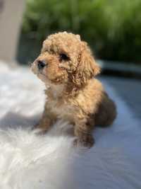 Pudel Maltipoo toy (poodle) roscat brown-red