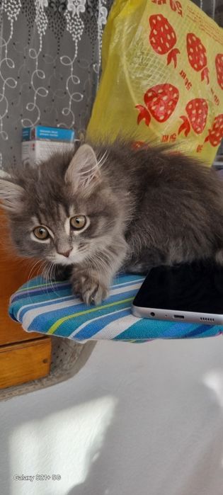 Отдам котенка даром