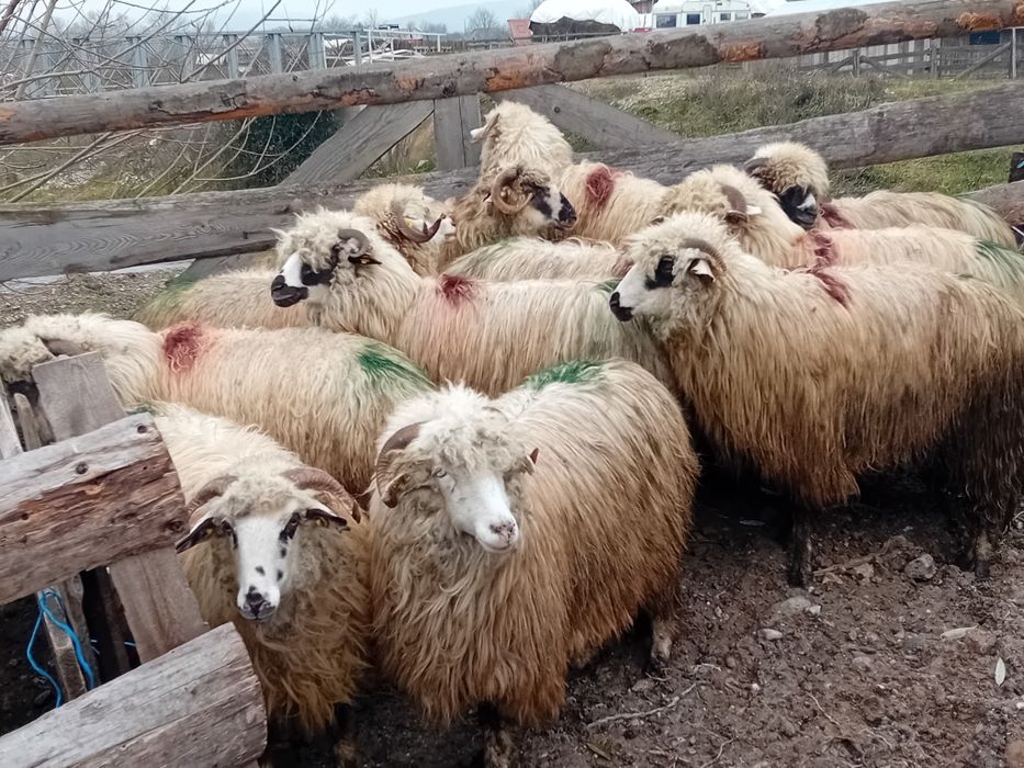 Vând 12 mioare la prima fătare