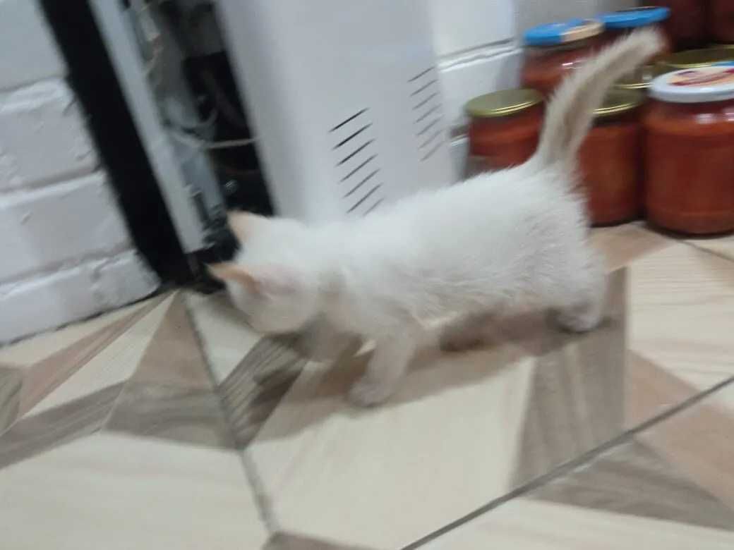 отдам бесплатно замечательных котят