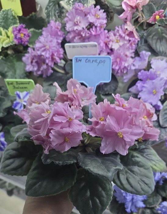 Детки фиалок сортовых